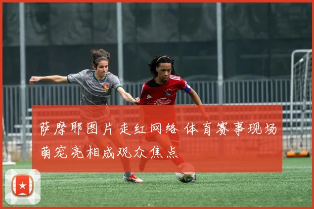 萨摩耶图片走红网络 体育赛事现场萌宠亮相成观众焦点