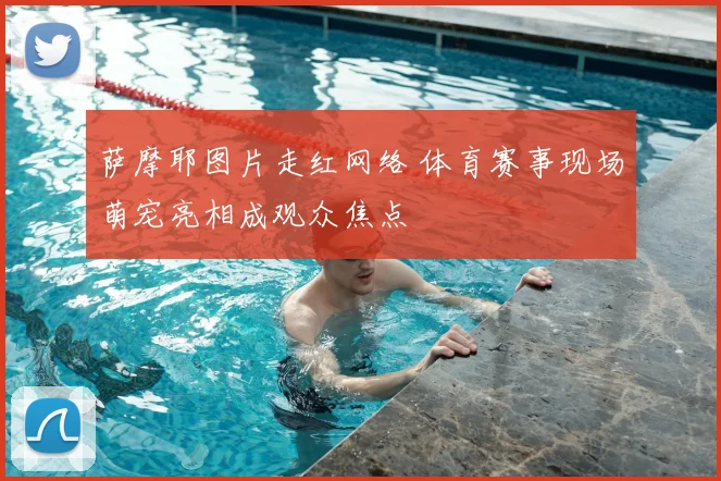 萨摩耶图片走红网络 体育赛事现场萌宠亮相成观众焦点